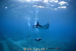 manta diver by Oki Karyadi 
